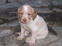 CHIOT