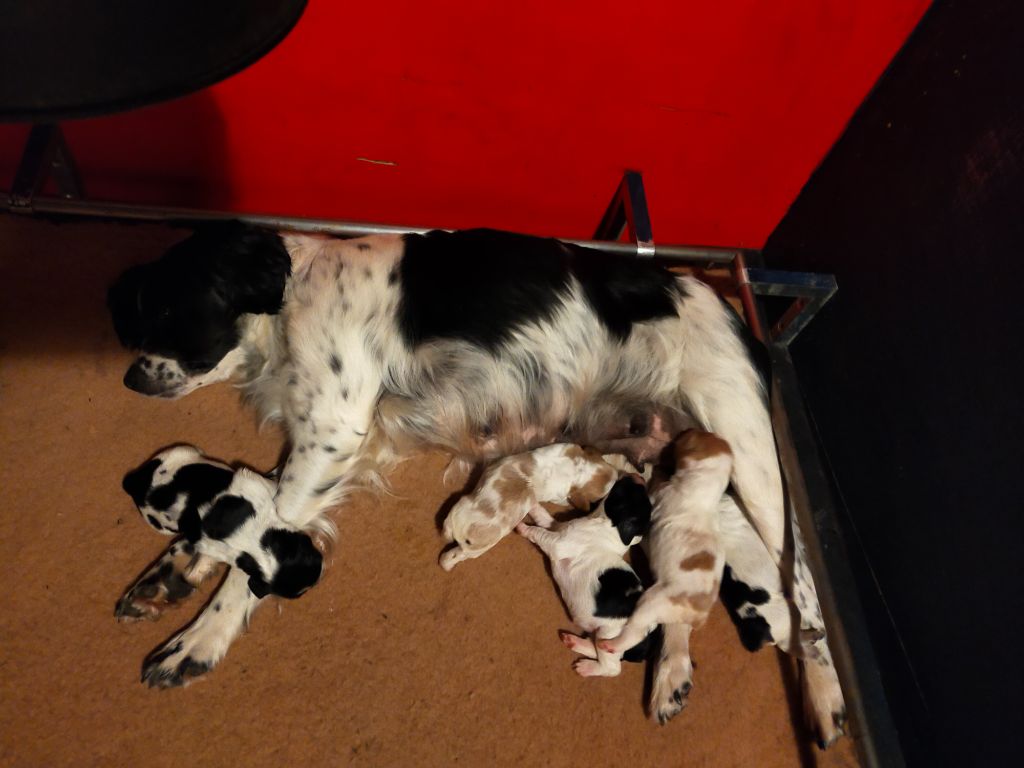 chiot Epagneul Breton de l'oree du placeau