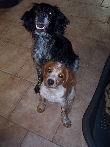 chiots