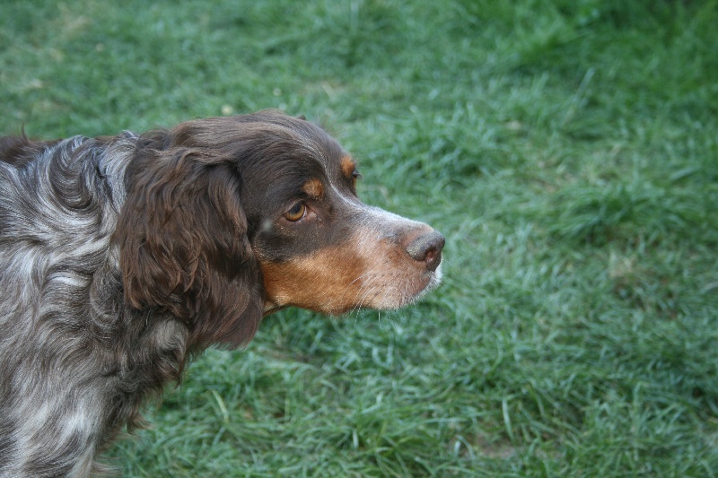chiots d'altesse